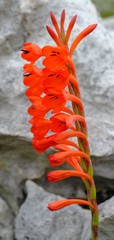 Watsonia stenosiphon