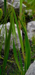 Watsonia stenosiphon