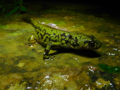 Triturus pygmaeus