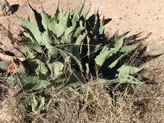 Agave durangensis