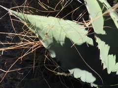 Agave durangensis