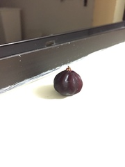 Eugenia uniflora atropurpurea