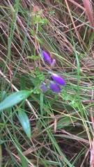 Polygala serpyllifolia