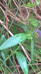 Polygala serpyllifolia