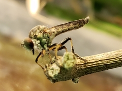 Ommatius floridensis