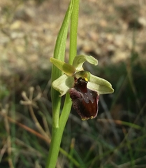 Ophrys sphegodes massiliensis