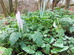 Crocus