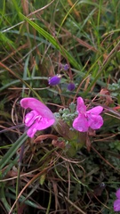 Polygala serpyllifolia