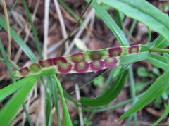 Cystiphora sanguinea