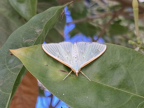 Arthroschista hilaralis