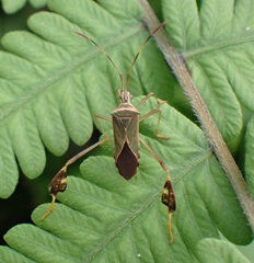 Chondrocera mirabilis