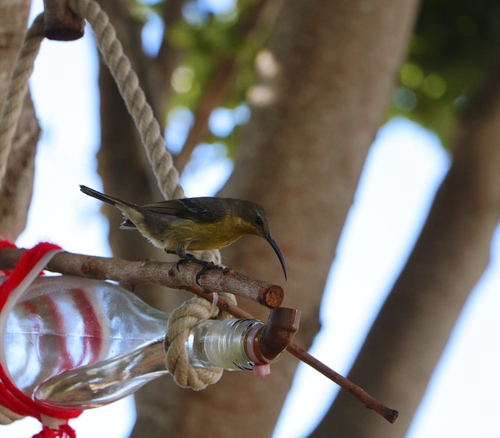 Malachite Sunbird (Nectarinia famosa), photo 1