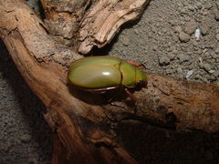 Chrysina bruyeai