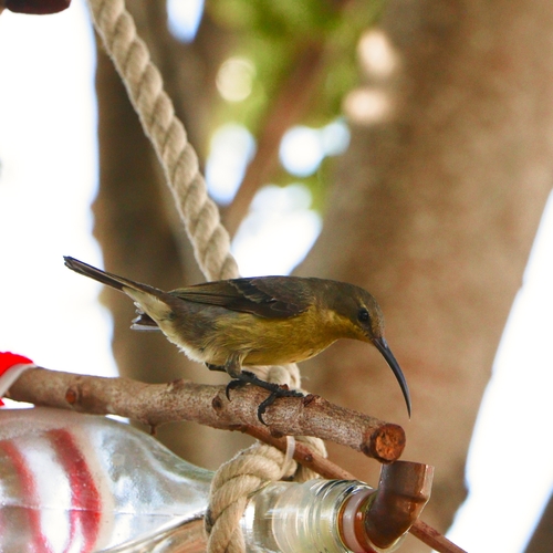 Malachite Sunbird (Nectarinia famosa), photo 2