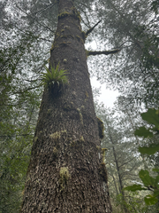 Pinus ayacahuite, photograph (c) Peter Quakenbush, some rights reserved (CC BY)