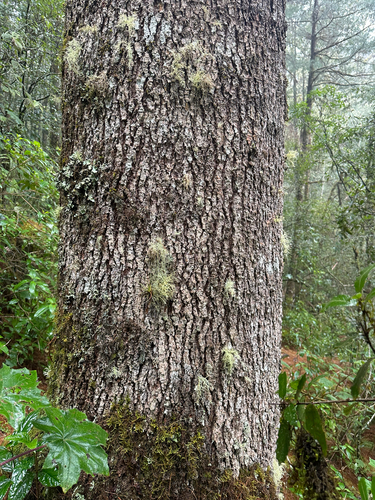 Pinus ayacahuite, photograph 5