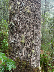Pinus ayacahuite, photograph (c) Peter Quakenbush, some rights reserved (CC BY)