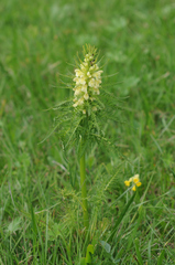 Pedicularis foliosa