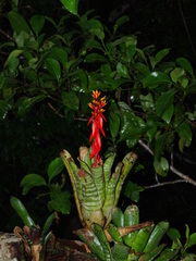 Aechmea chantinii