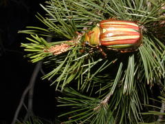 Chrysina adelaida