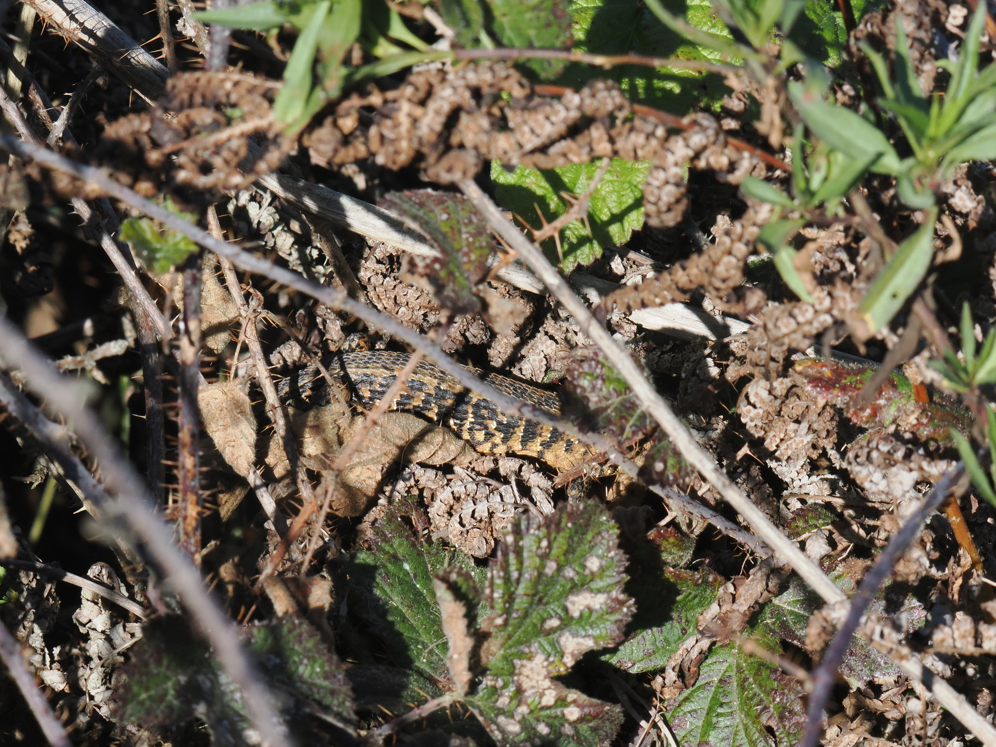 Elgaria coerulea coerulea (Wiegmann, 1828)