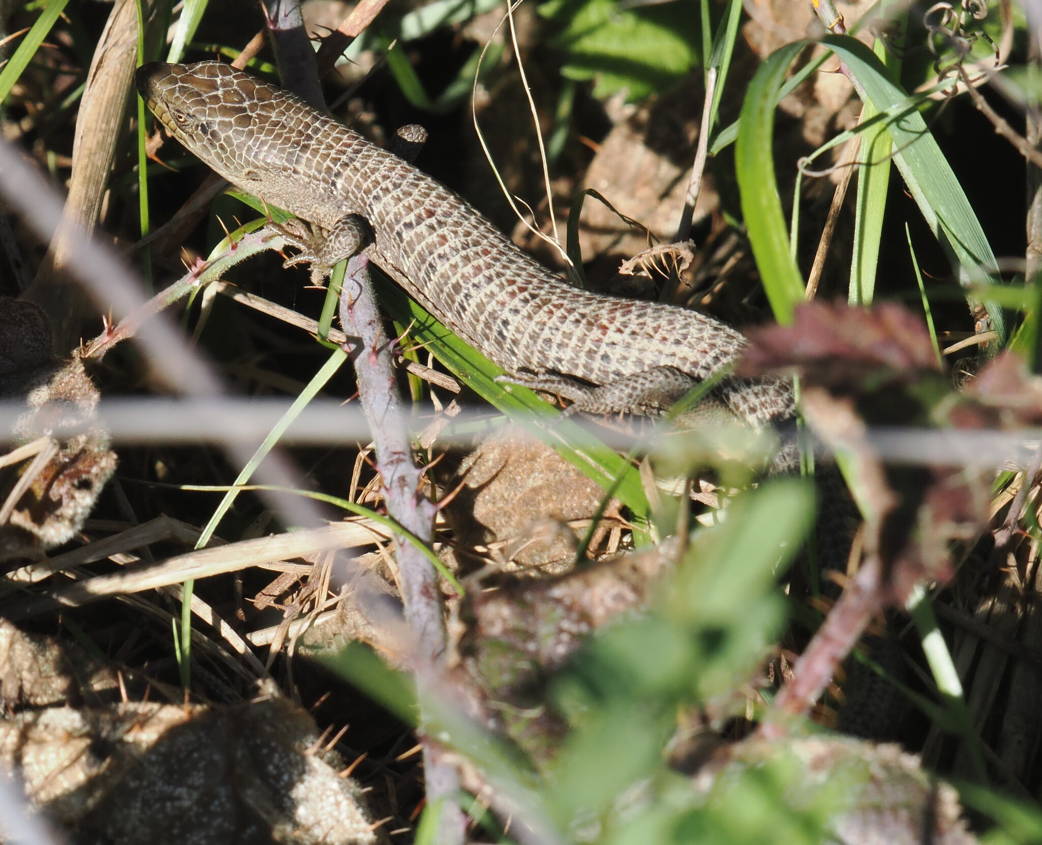 Elgaria multicarinata (Blainville, 1835)
