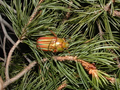 Chrysina adelaida