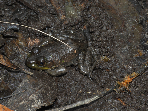 American Bullfrog observed by jcroman