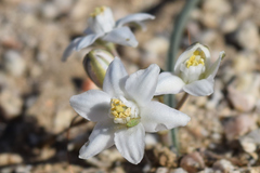 Muilla coronata