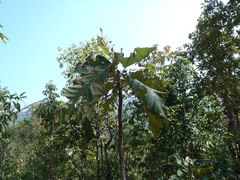 Dipterocarpus