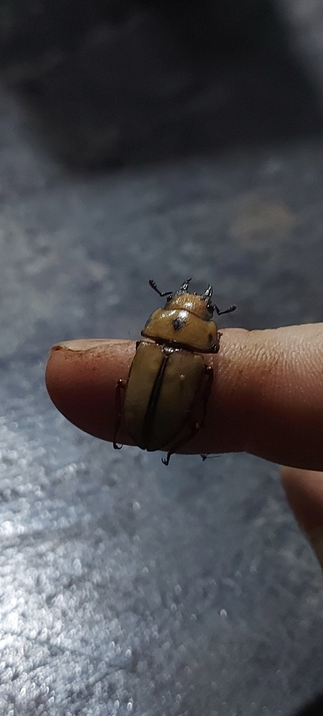 Prosopocoilus occipitalis (Prosopocoilus occipitalis)