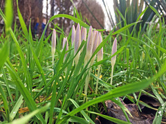 Crocus