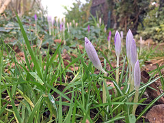 Crocus