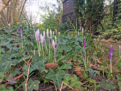 Crocus