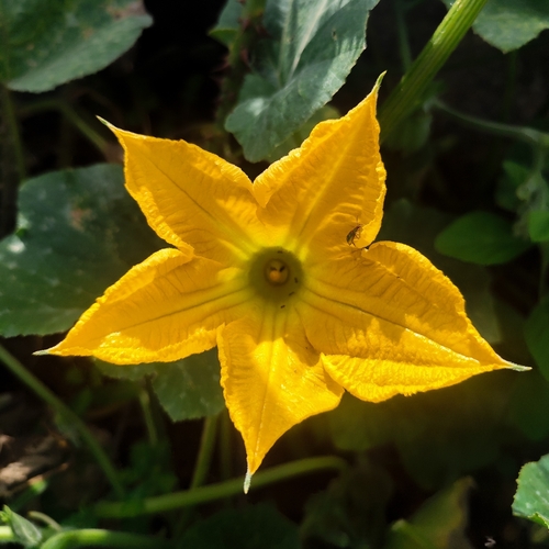Butternut Squash