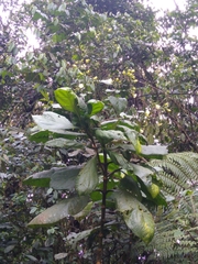 Macrocarpaea macrophylla