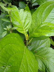 Macrocarpaea macrophylla