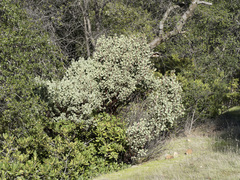 Arctostaphylos viscida viscida