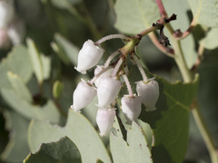 Arctostaphylos viscida viscida