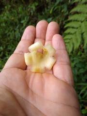 Macrocarpaea macrophylla