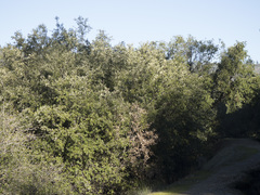 Arctostaphylos viscida viscida