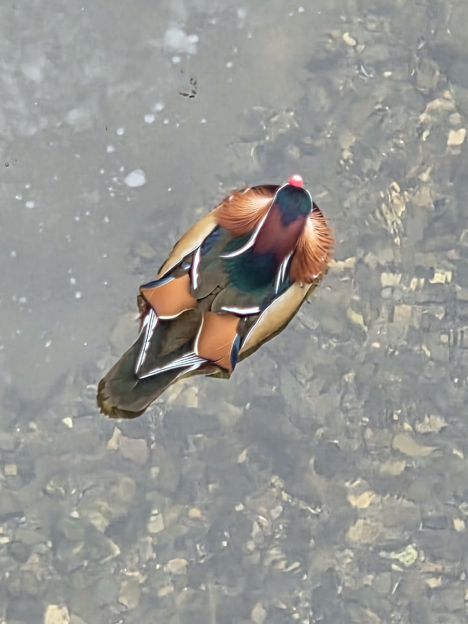 Aix galericulata (Linnaeus, 1758)