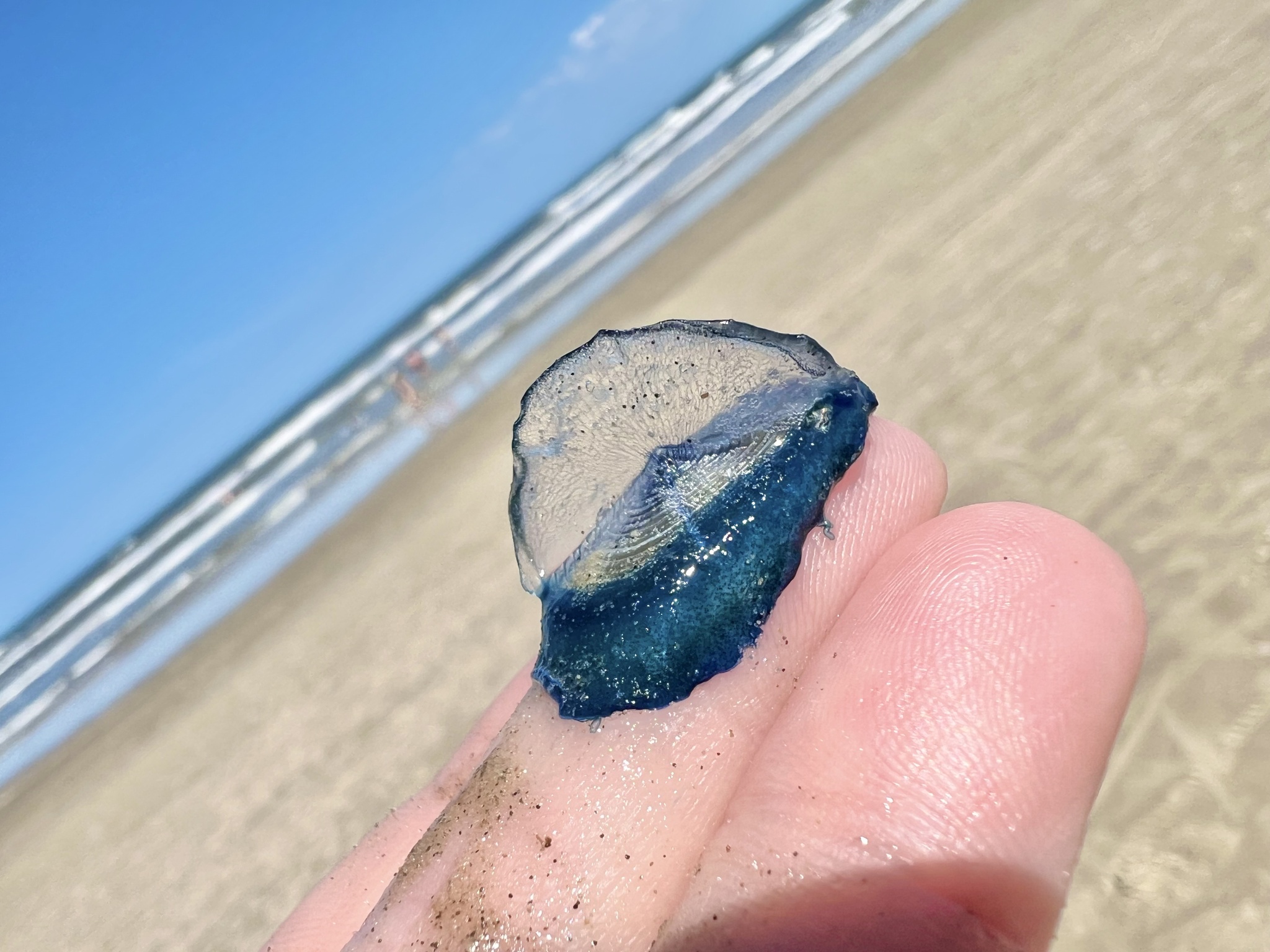 Velella velella (Linnaeus, 1758)