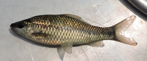 Bonylip barb (Osteochilus microcephalus) — Cyprinidae — 5