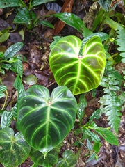 Philodendron verrucosum
