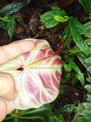 Philodendron verrucosum