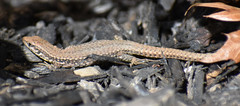 Podarcis muralis maculiventris