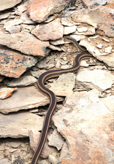 Masticophis taeniatus taeniatus