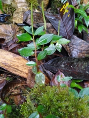Peperomia tenuipes