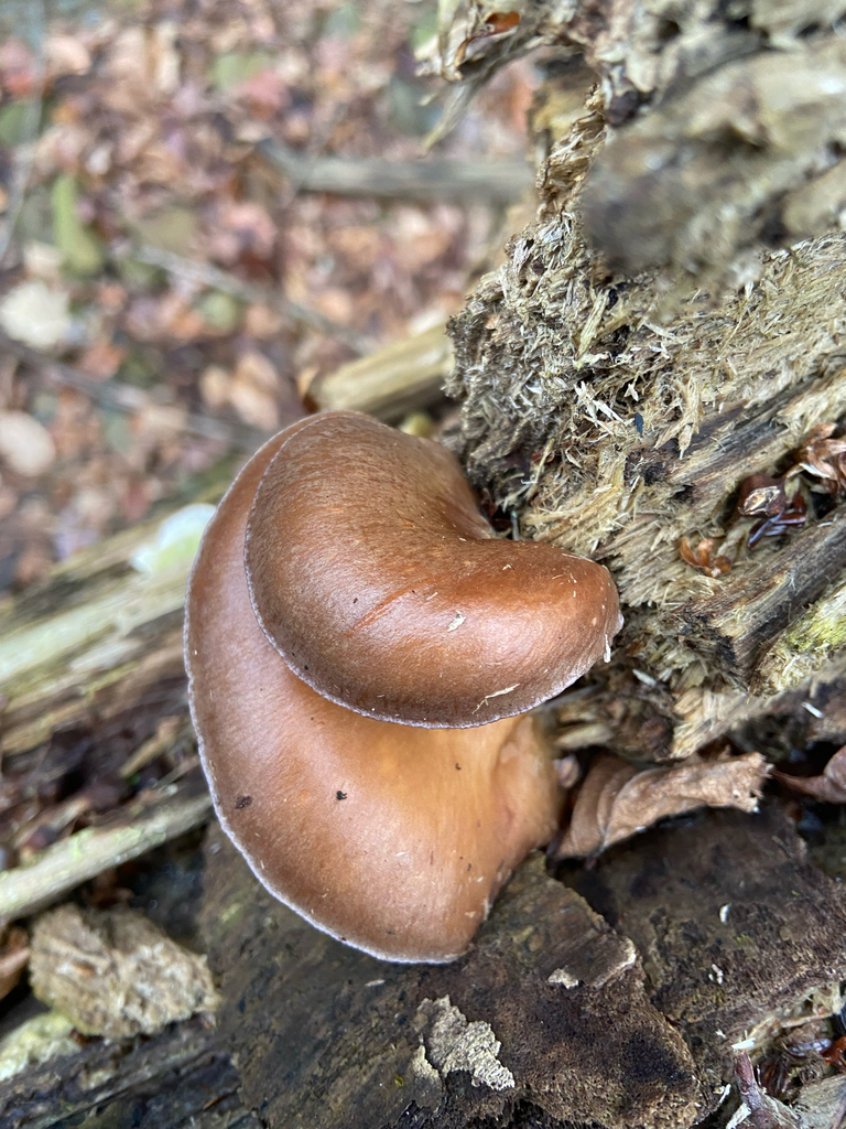 Sarcomyxa serotina · January 2026 · photo: © puppyy (iNaturalist, cc0)
